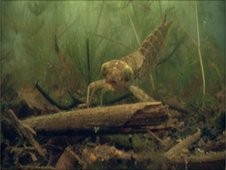 Dragonfly Larvae Facts