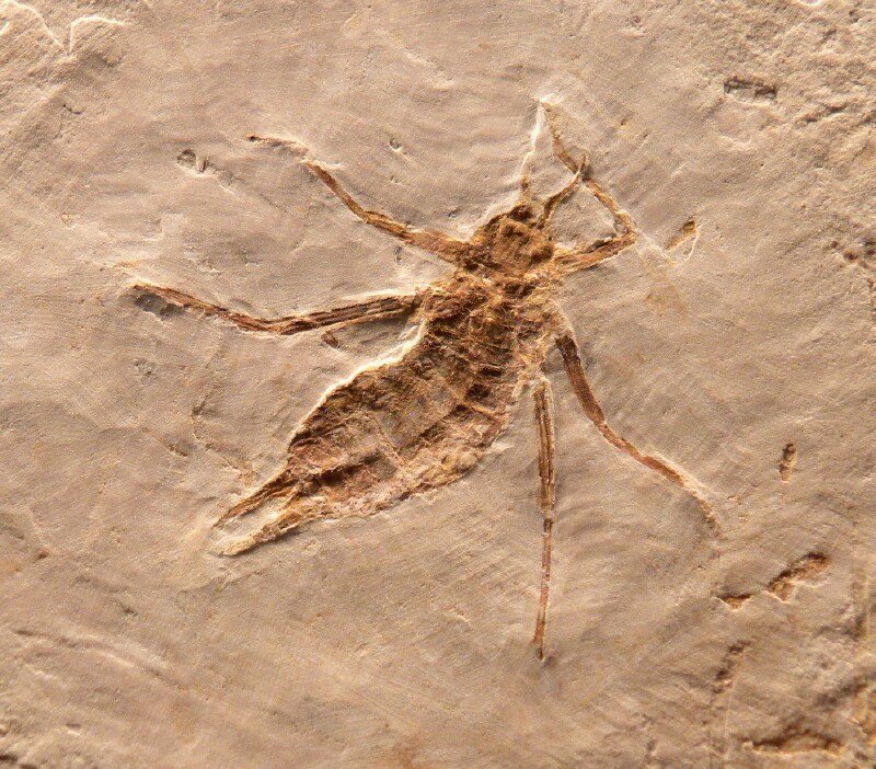 Dragonfly Larvae For Sale