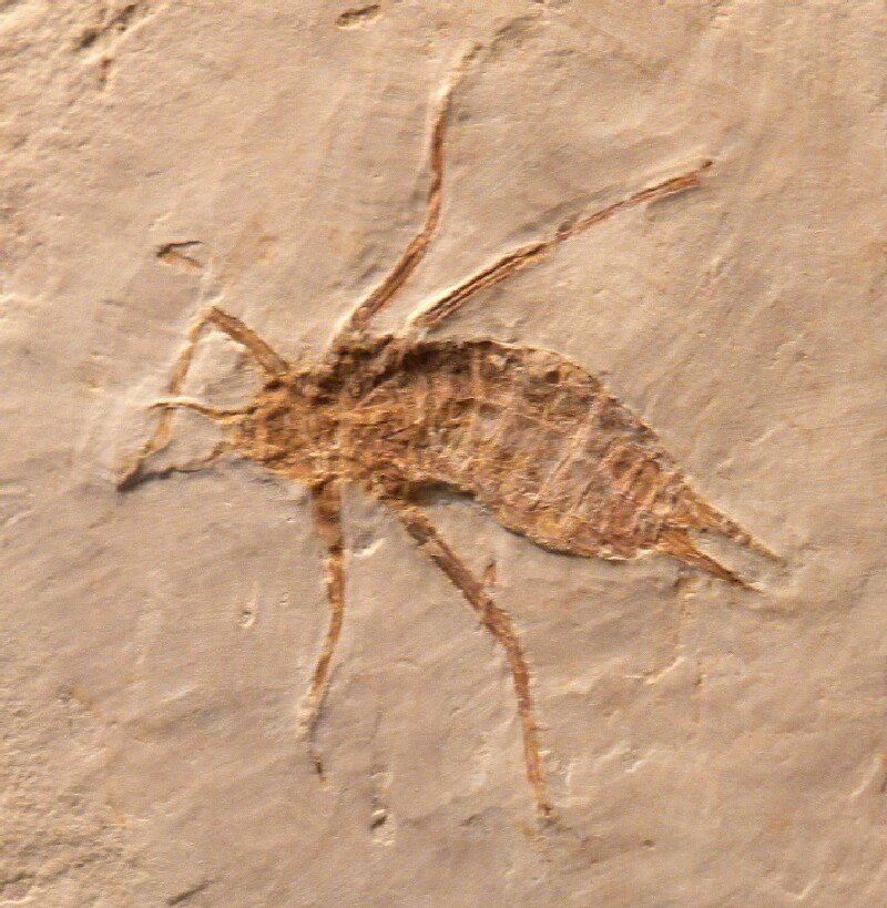 Dragonfly Larvae For Sale