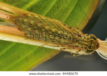 Dragonfly Larvae For Sale