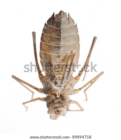 Dragonfly Larvae For Sale