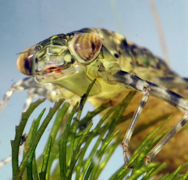 Dragonfly Larvae For Sale Uk