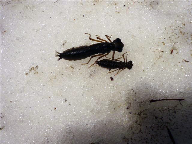 Dragonfly Larvae Identification