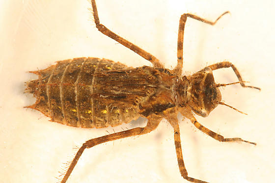 Dragonfly Larvae Identification