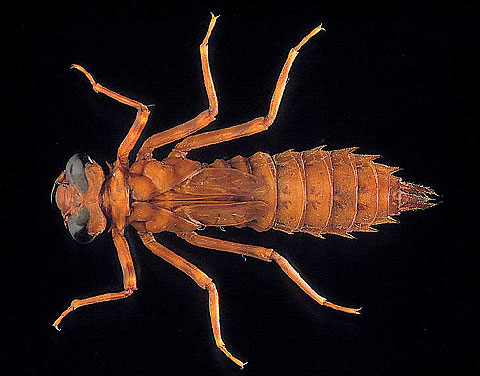 Dragonfly Larvae Identification