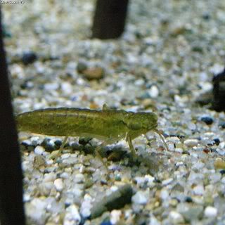 Dragonfly Larvae Identification Guide