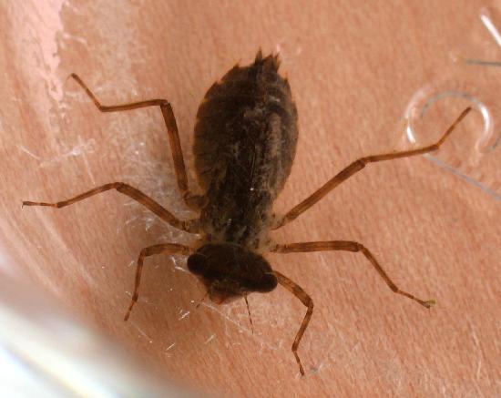 Dragonfly Larvae Identification Guide