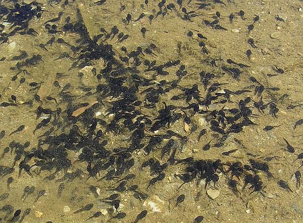 Dragonfly Larvae Identification Guide