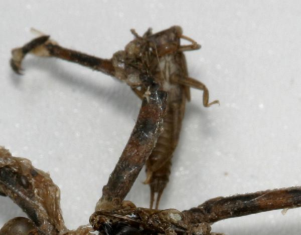 Dragonfly Larvae Identification Guide