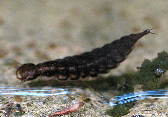 Dragonfly Larvae Identification Guide