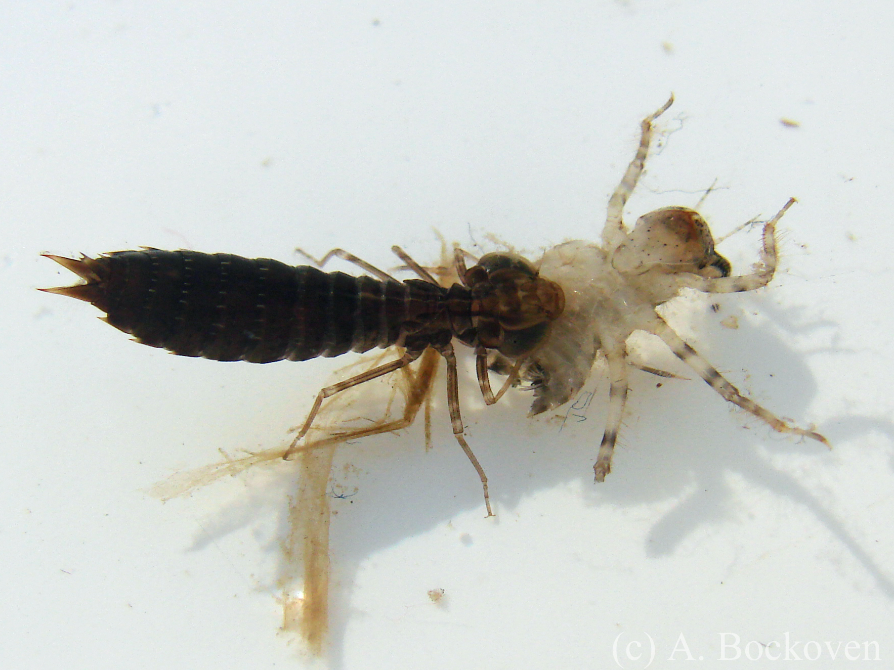 Dragonfly Larvae Name