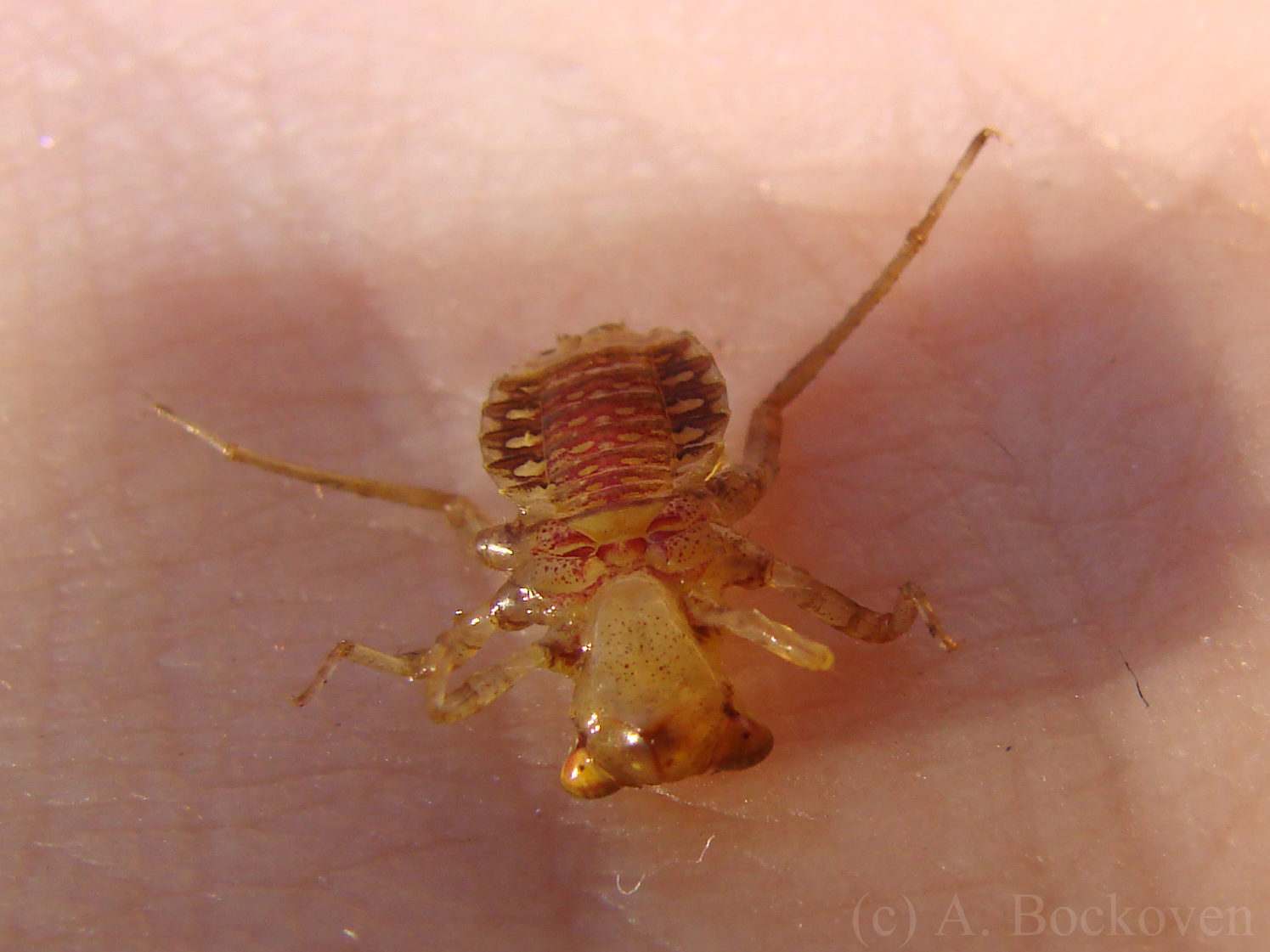 Dragonfly Larvae Name