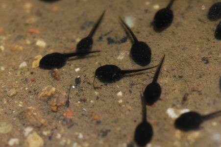 Dragonfly Larvae Pictures