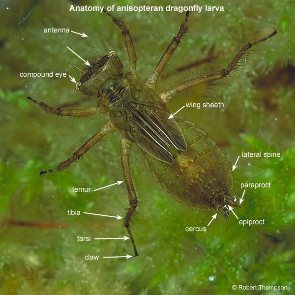 Dragonfly Larvae Pictures