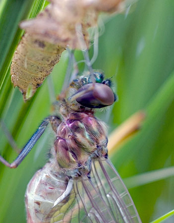 Dragonfly Nymph Fly Fishing
