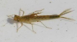 Dragonfly Nymph Life Cycle