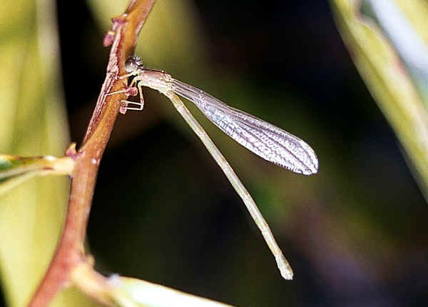 Dragonfly Nymph Life Cycle