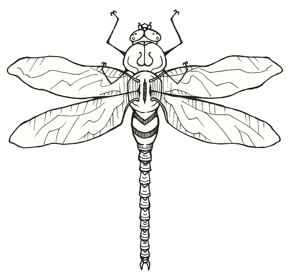 Dragonfly Tattoos On Wrist