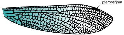 Dragonfly Wings