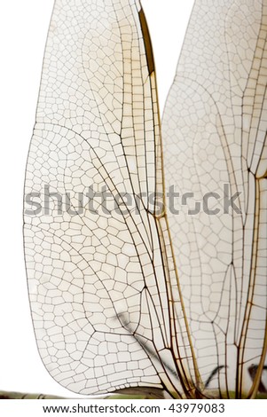Dragonfly Wings Close Up