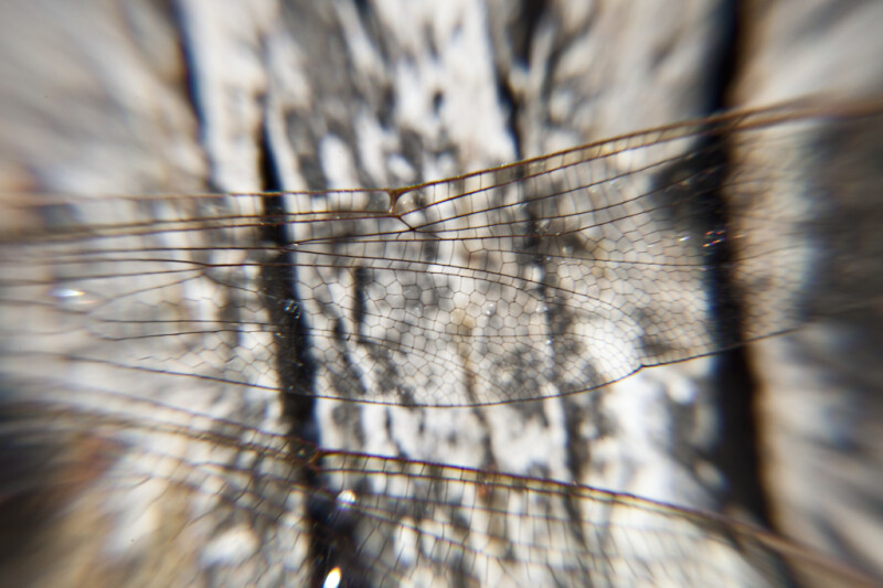 Dragonfly Wings Close Up