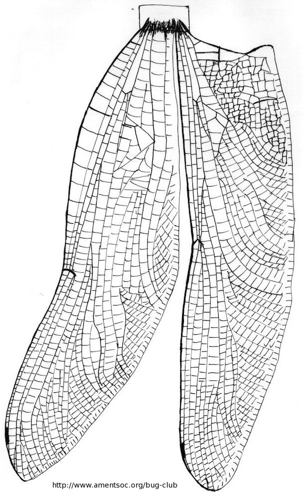 Dragonfly Wings Close Up