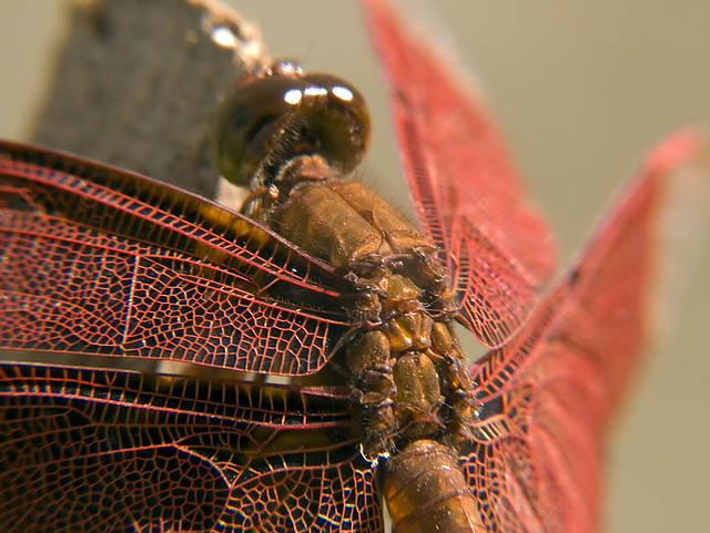 Dragonfly Wings Close Up