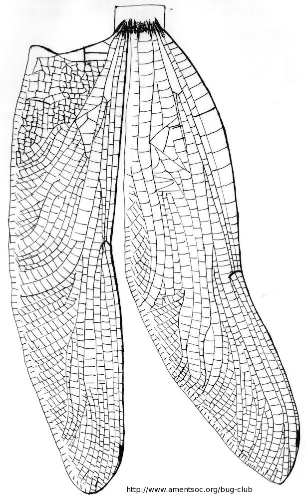 Dragonfly Wings Close Up