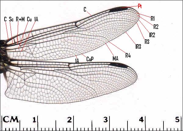 Dragonfly Wings Close Up