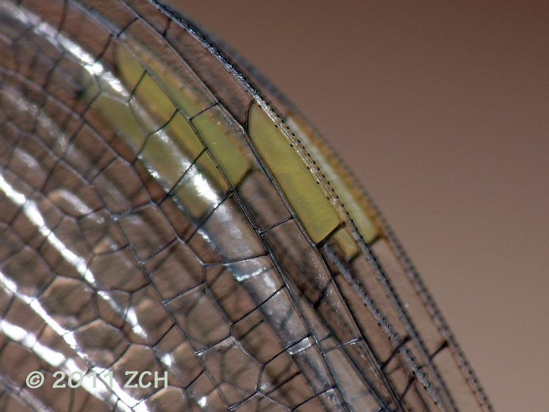Dragonfly Wings Close Up
