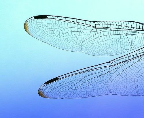 Dragonfly Wings Close Up