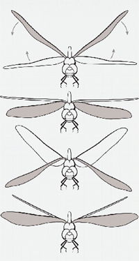 Dragonfly Wings Images