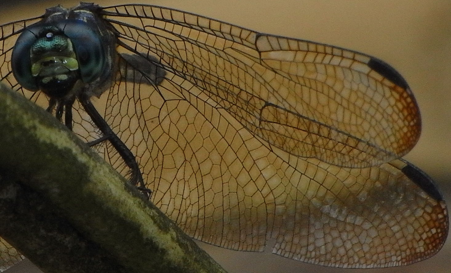 Dragonfly Wings Pattern
