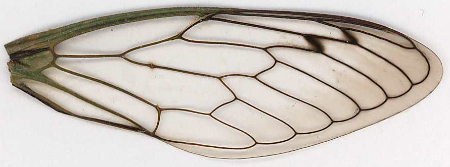 Dragonfly Wings Pattern