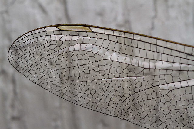 Dragonfly Wings Pattern