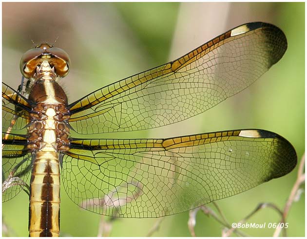 Dragonfly Wings Pattern