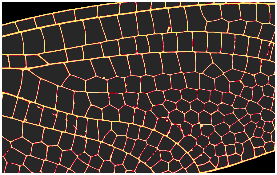 Dragonfly Wings Pattern