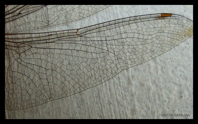 Dragonfly Wings Pattern