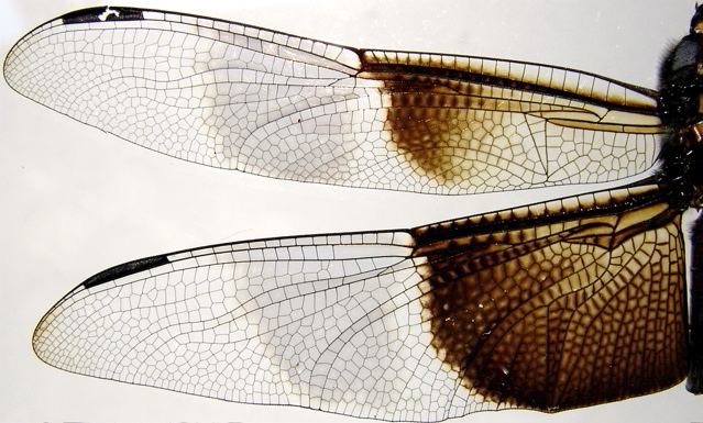 Dragonfly Wings Pattern
