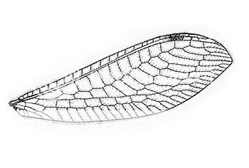 Dragonfly Wings Template