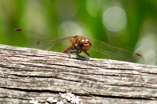 Dragonfly Wingspan