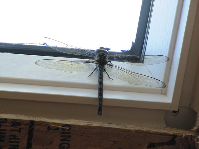 Dragonfly Wingspan