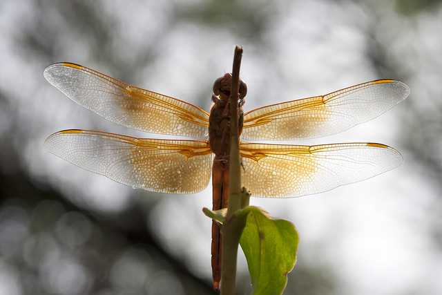 Dragonfly Wingspan