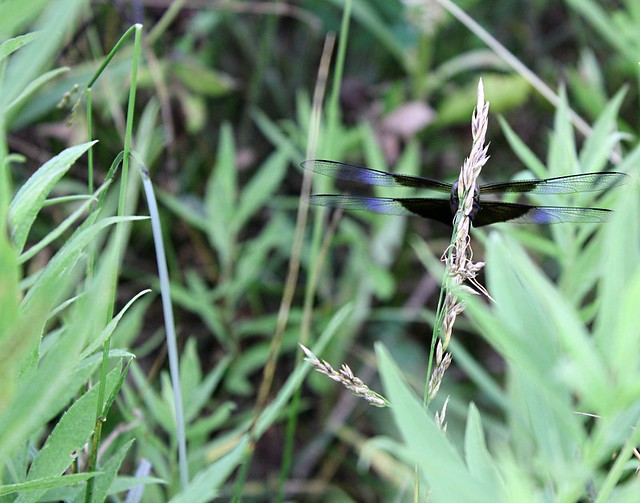 Dragonfly Wingspan