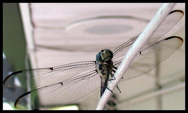 Dragonfly Wingspan