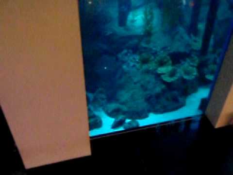 Dubai Mall Aquarium Crack