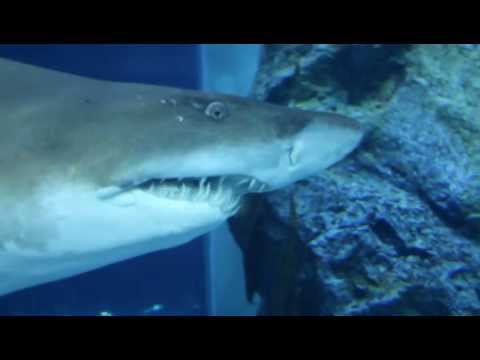 Dubai Mall Aquarium Crack