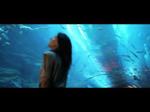 Dubai Mall Aquarium Crack