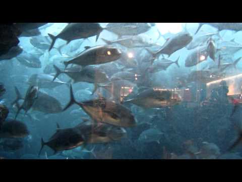 Dubai Mall Aquarium Crack