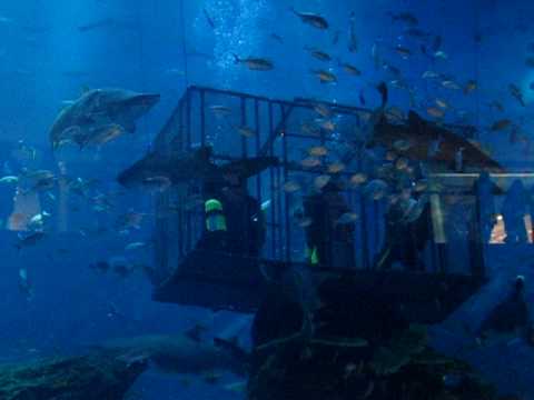 Dubai Mall Aquarium Crack
